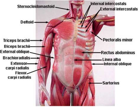 The muscles of the abdomen protect vital organs underneath and provide structure for the spine. Images Of Torso Muscle With Label Torso Anterior Muscle ...