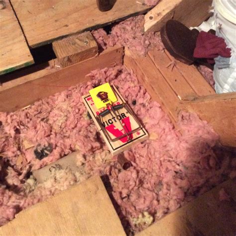 Hearing scratching and other unfamiliar noises in your home can be unsettling. Toms River Rat Removal, Rats in Attic & Walls, Scratching ...