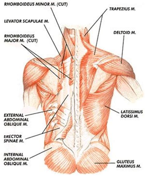 This allows you to determine what size and shape to make each muscle. Lower Back Muscle Anatomy Pictures - Human Anatomy