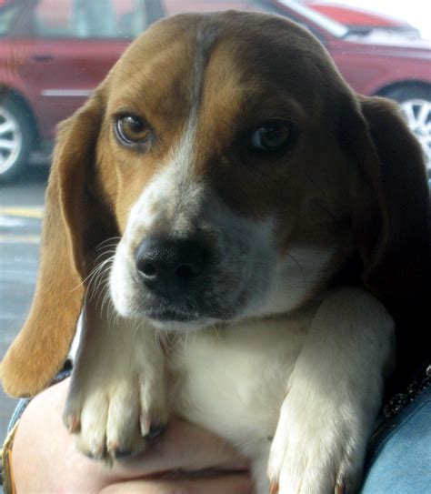 Prevention is the best method when training a puppy, norman says. Beagle Rescue League, Inc. » Available Beagles