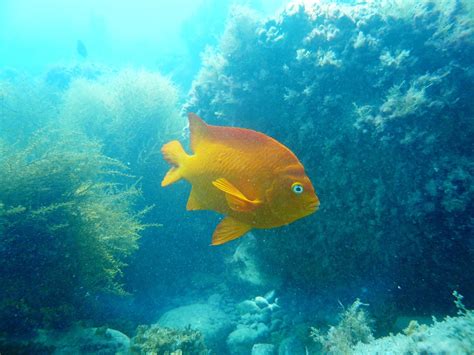 Maybe you would like to learn more about one of these? Countryman: Foraging California's Wild Side: Catalina ...