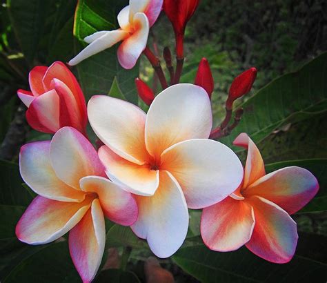 Real touch plumeria flower pick. Kauai Plumeria | Plumeria flowers, Flower pot design ...