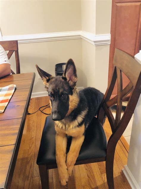 Fees for german shepherd dogs and puppies adopted from a gsd rescue vary but you can always find out by doing online research or by calling or emailing the gsd rescue organization for more information. German Shepherd Puppies For Sale | Garrison, MD #345480