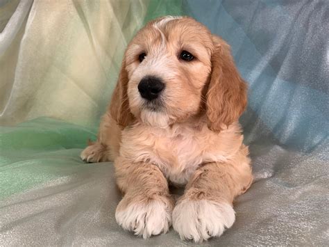 Welcome to ryan's goldens & doodles, offering the wonderful goldendoodle breed to your family. Mini Goldendoodle Breeders, Iowa Pups, Parti Colored ...