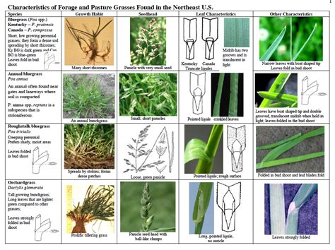 More images for identifying grass species » Identify Your Pasture Grasses - On Pasture