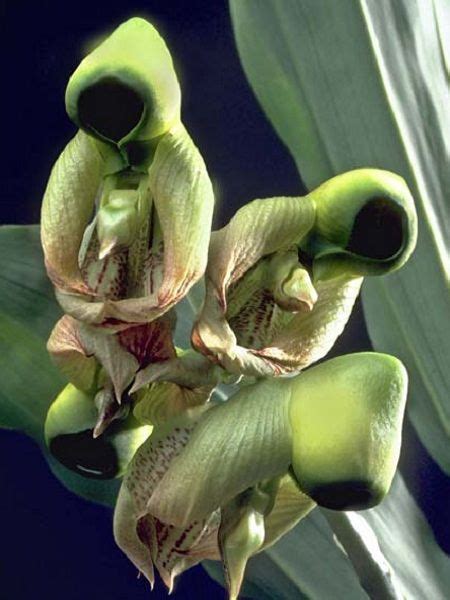 Check spelling or type a new query. 25 Rare and Weird Flowers that Look Like Something Else ...