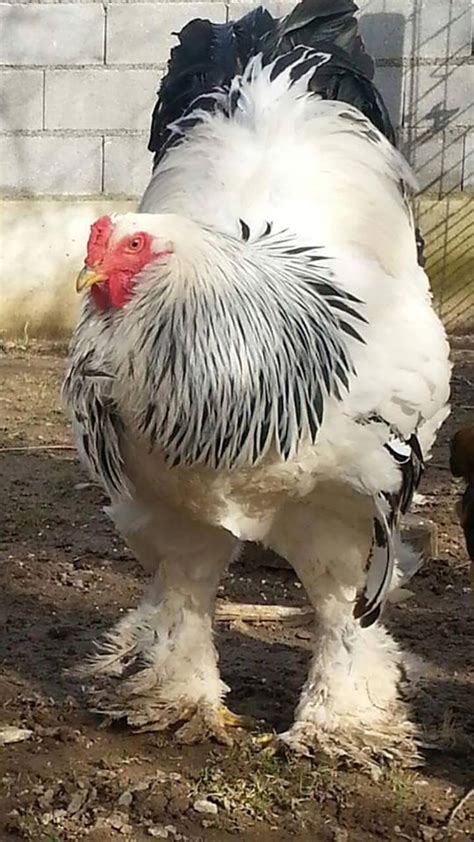 Agedlove blonde mature riding big black cock. Gigantic Rooster Makes Everyone On The Internet Go 'Wow ...