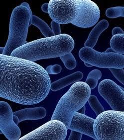 Les germes les plus fréquemment identifiés lors d'une infection nosocomiale sont. Les pays en développement plus touchés par les infections ...