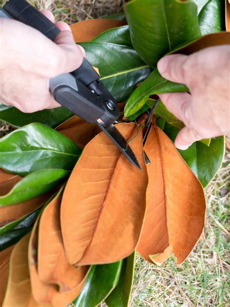 Keep leaves hydrated by misting. How to Keep Magnolia Leaves Fresh | HGTV