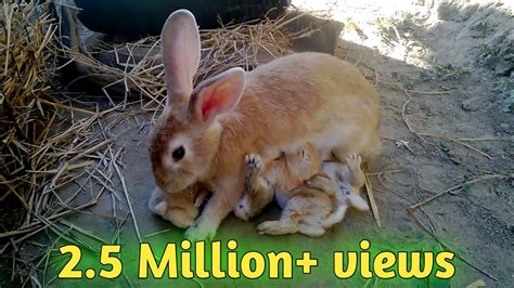 A rabbit's attention span and how many litter boxes? How Baby Rabbits Feeding Milk From Their Mother HD | - YouTube