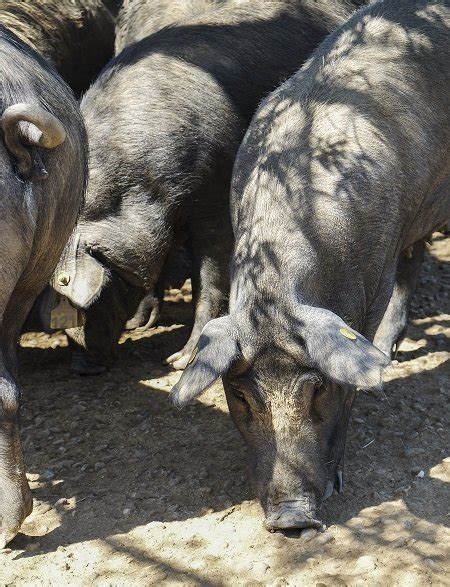 Che vive in piena libertà, mangiando ghiande e radici dei boschi dell'appennino. Maiale nero di Calabria : allevamento allo stato brado ...