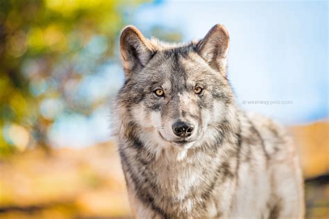 We did not find results for: California Wolf Center Photo Tour | Julian, CA | Wolf ...