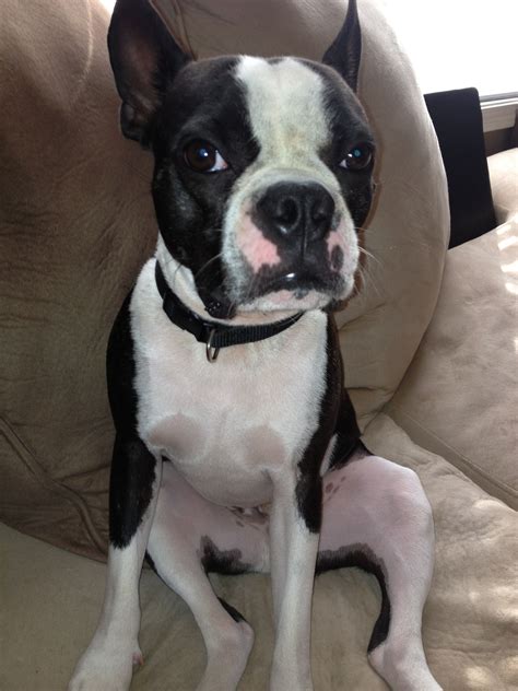 Boston terrier (oreo) & french bulldog (luka). Boston Terrier And French Bulldog Mix Puppies