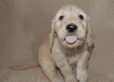 Teddy bear poms for sale! Super Teddy Bear Goldendoodle Puppies for Sale in Baltic ...