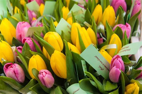 Chiar daca cele mai multe dintre doamne si. 8 martie: „Flori pentru mămici" la Maternitatea Giulești ...