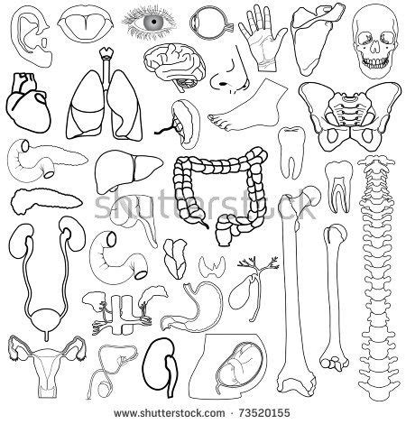 Anatomy is the study of the structure of human, animals and. Internal Organs Human Body Image in Black and White ...