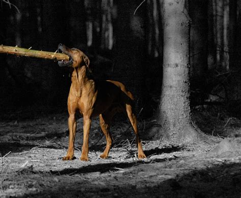 Rhodesian ridgeback (171) riesenschnauzer (32) rottweiler (188) russkiy toy (49) saluki (persischer windhund) (5). Rhodesian Ridgeback im schwarzen Wald Foto & Bild | archiv ...