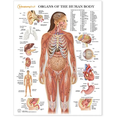 Budget peter petra torso anatomy model. Organs of the Human Body Chart | Human Organs Anatomy Poster