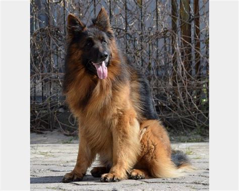 Vediamo tutto quello che c'è da sapere su questo cane e quanto costa un cucciolo di pastore tedesco a pelo corto. Pastore tedesco Pelo lungo Taglia Grande | Vendita ...