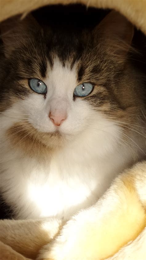 While they will rest and cuddle, they primarily enjoy being active, playful and showing off their physical abilities. Norwegian Forest cat, Yammy van Annakat | Norwegian forest ...