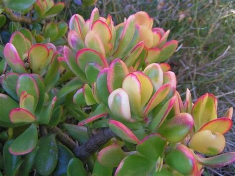 A superstar grower whether kept indoors as a potted plant or grown outside ( zone 9+ ) as a dense, mounding shrub. hummels sunset jade - Bing Images | Bitki, Sukulent