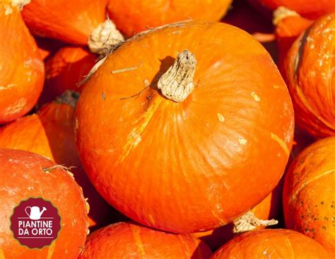 I fiori gialli e delicati si nascondono dietro due sepali rossi e carnosi. Piantine da orto: Zucca uchiki kuri (vaso 10) | Orto ...
