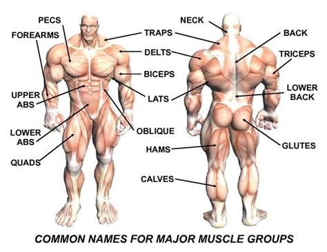 Most of the time these muscle groups are trained multiple times a week. Major Muscle Groups | Muscle groups to workout, Workout ...