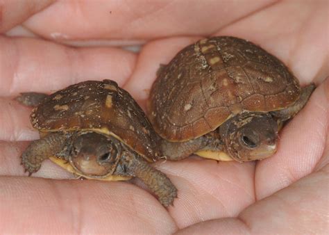 He is alive but very cold and slow to move if at all. Box Turtle Page