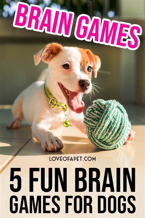 I'm mostly a book learner of all things dog training but got this dvd to watch with my kiddo who is getting into training. 5 Fun Brain Games For Dogs - Love Of A Pet | Brain games ...