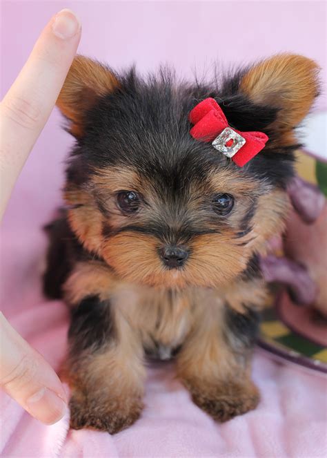 Yorkshire terriers, also known as, yorkies, have become one of the most popular dog breeds in the united states. Delightful Teacup Yorkshire "Yorkie" Terrier Puppies for Sale | Teacups, Puppies & Boutique