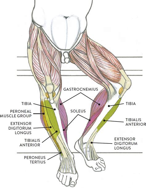 See more ideas about muscle anatomy, human anatomy and physiology, body anatomy. Leg Muscle Diagram Anatomy / Anatomy Muscles Lower Leg ...