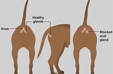 glands canine rectum diet