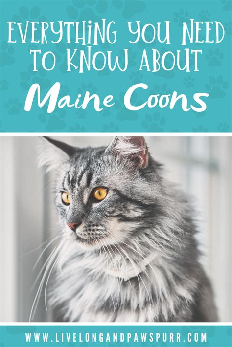 Lily, the cat my mom had when i was born in 1957, lived just under 11 years. Pin on Cat Breeds