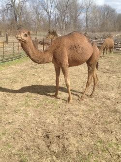 Careful rectal palpation revealed a urine filled urinary bladder. Dromedary Camels for Sale