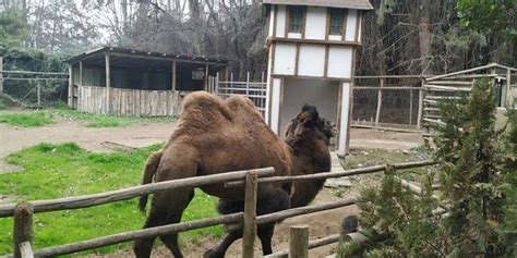 (puedes saber más sobre nuestros dinosaurios animatronic aquí). Buin Zoo (Buín) - Lo que se debe saber antes de viajar ...