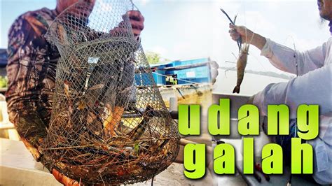 Memancing udang galah batu 8 teluk intan , perak. Udang Galah Teluk Intan (Prawn fishing / shrimp fishing ...