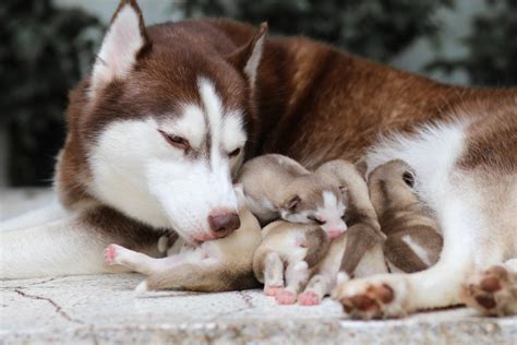 Attention to its health and behavior; Mammary Cancer in Dogs - Causes, Symptoms and Treatment ...