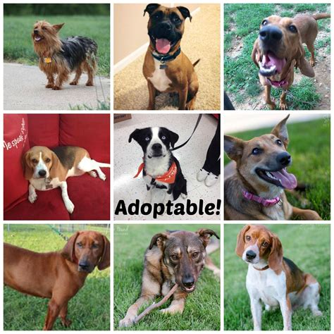 Why go to a dog breeder, cat breeder or pet store to buy a dog or buy a cat. Our current adoptable dogs @fpopets as of 8.25.14: Rowan ...