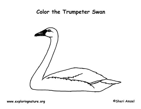 Elegant swan coloring page photos. Swan (Trumpeter) Coloring Page