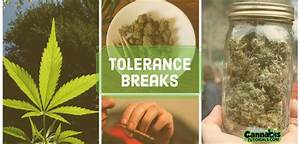 Taking A Weed Tolerance Break Cannabis Tutorials