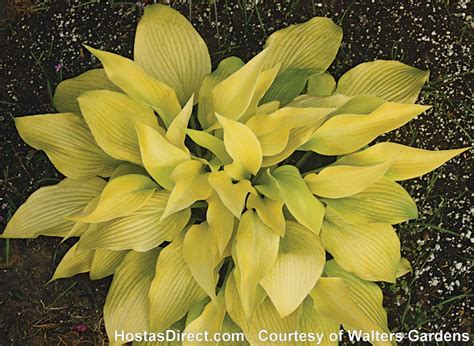 Cactus spines grow from specialized regions, called areoles or spine cushions. Yellow Hostas in the Garden - HostasDirect's Garden Blog ...