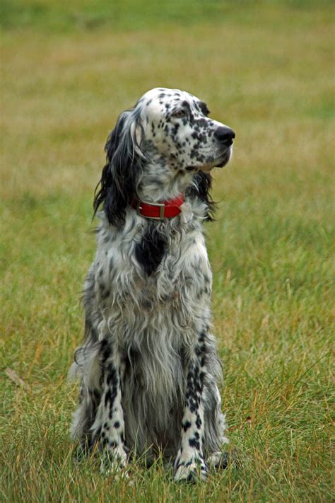 The mainly white body coat is of medium length with long silky fringes on the back of the legs, under the belly and on the tail. Ryman English Setters - Firelight Birddogs