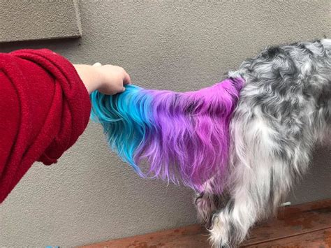 Pet dog cat animals hair coloring dyestuffs dyeing pigment agent supplies beauty. Delicate tail color work done by @Kiara Grace with OPAWZ ...