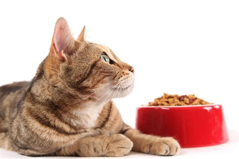 Save $5.00 off $30.00 or more in honest kitchen products: Infoari.com | Tips to feed your cat nutritious food using ...