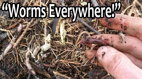 The presence of worms in your soil is an indicator of a healthy garden. Get LOADS Of Worms In Your Garden With this Method! - YouTube