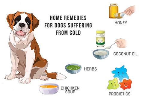 You'll know the uri has worsened if your cat begins to cough or show other signs that may. 5 Home #Remedies For #Dogs Suffering From #Cold - (With ...