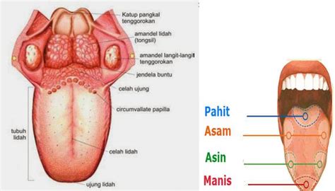 Otot merupakan alat gerak aktif yang terdapat pada tubuh manusia. Anatomi Lidah : Pengertian dan Fungsi Beserta Penyakitnya ...