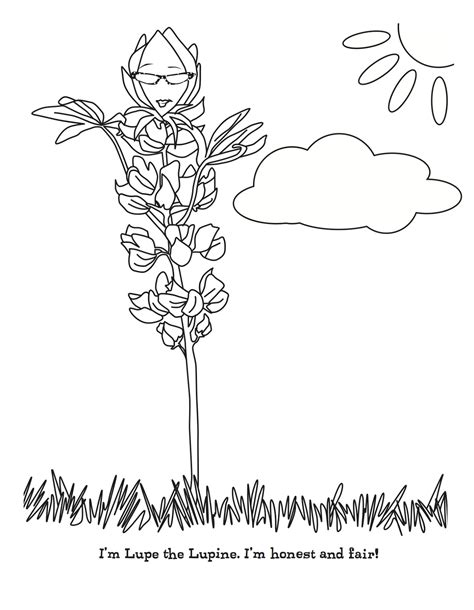 All coloring lupine color page mule's ears silver spring landscape paint pages. Download Lupine coloring for free - Designlooter 2020 👨‍🎨