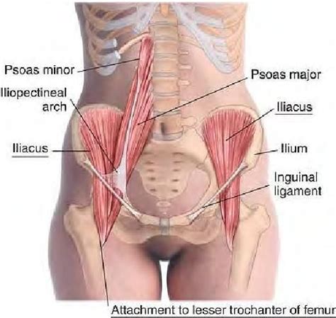 Check spelling or type a new query. 333 best Pelvic floor images on Pinterest | Health ...