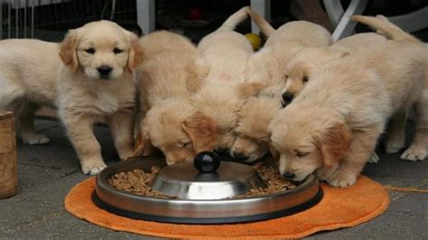 To ensure a homemade dog food diet will meet your golden retriever's dietary requirements, you need to take into account your golden's weight, health condition, size, and activity level. Best Golden Retriever Puppy Food: Buyers Guide & Reviews